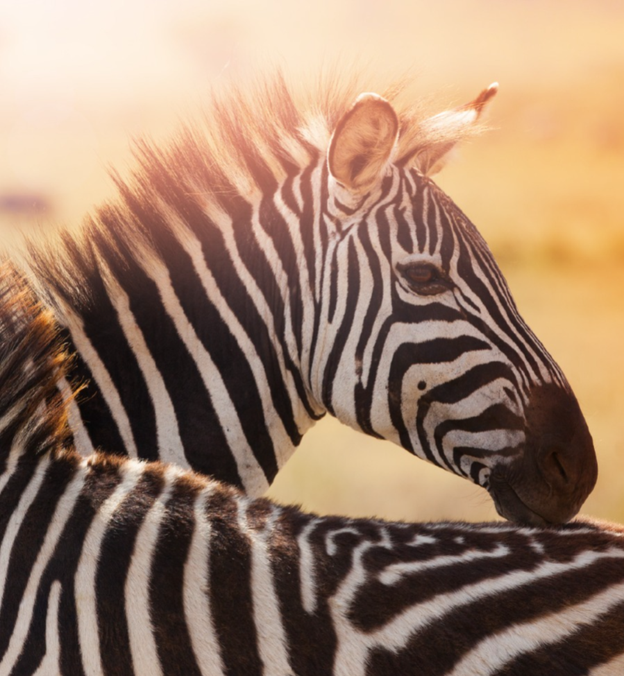 África · 14 días · Kenia, Tanzania & Zanzíbar